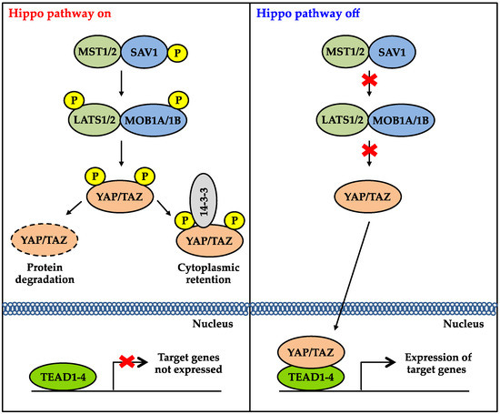 essay on genes essay on genes