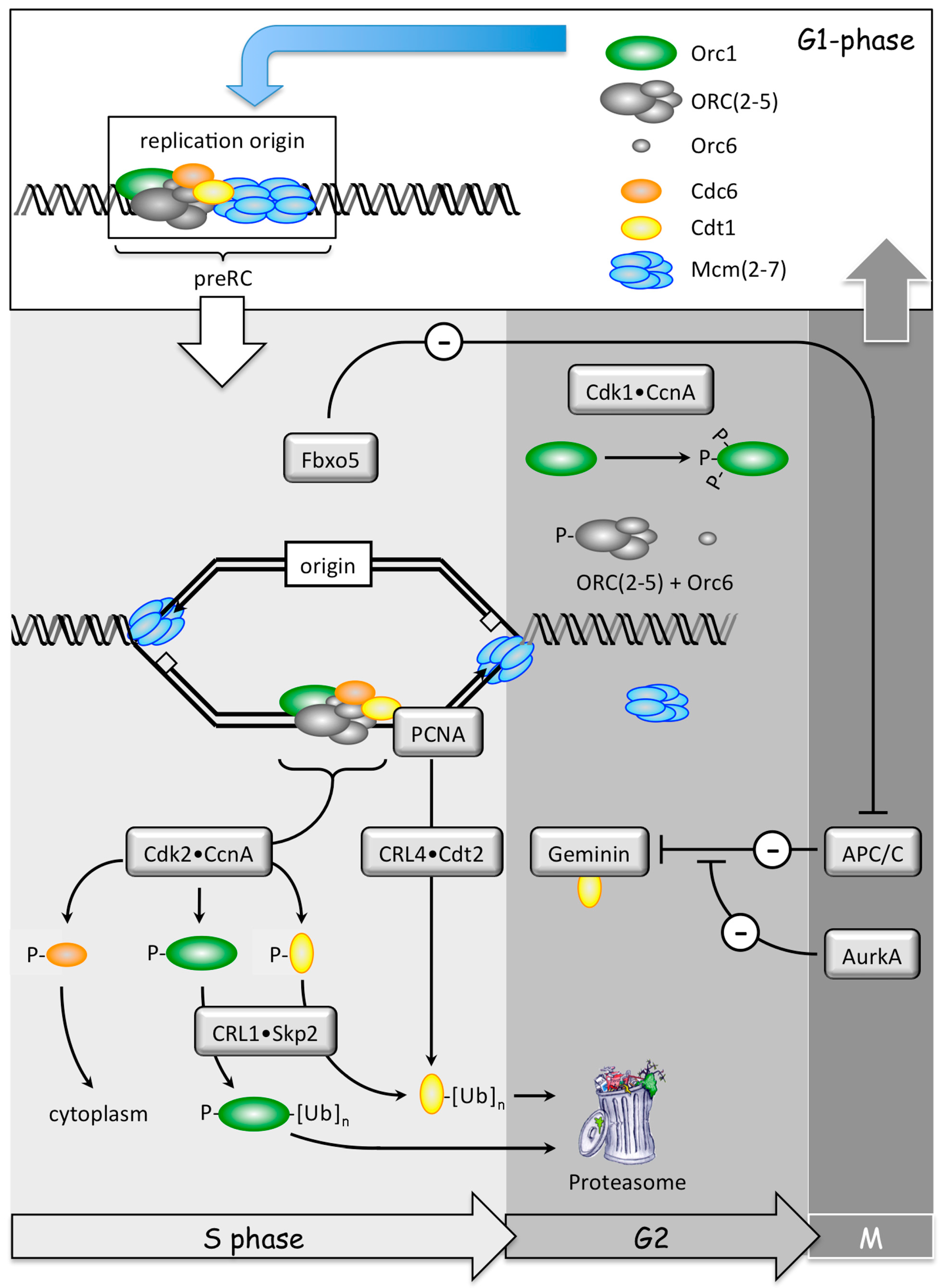 scholarly content articles relating to dna scholarly posts regarding dna