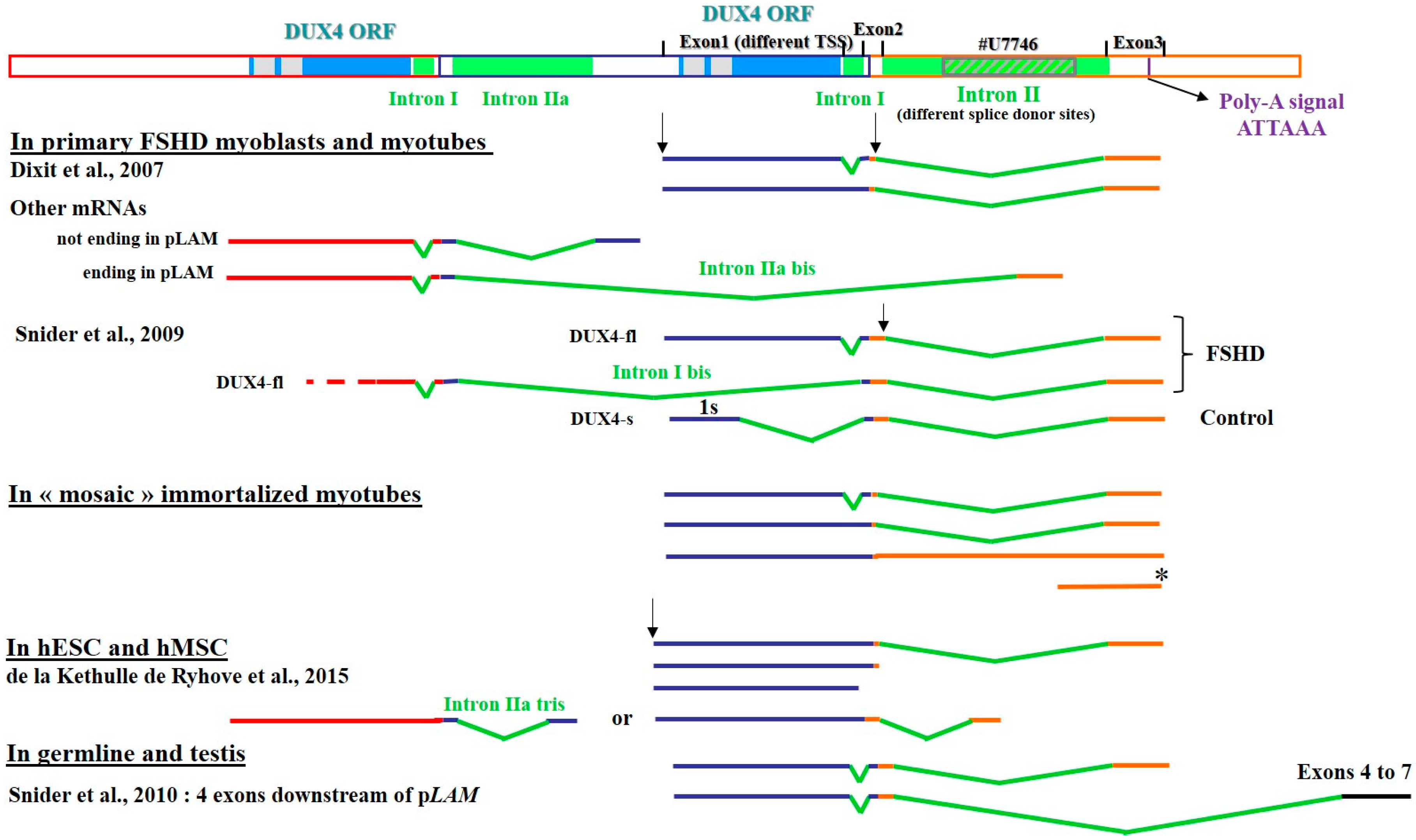 Genes 08 00093 g001