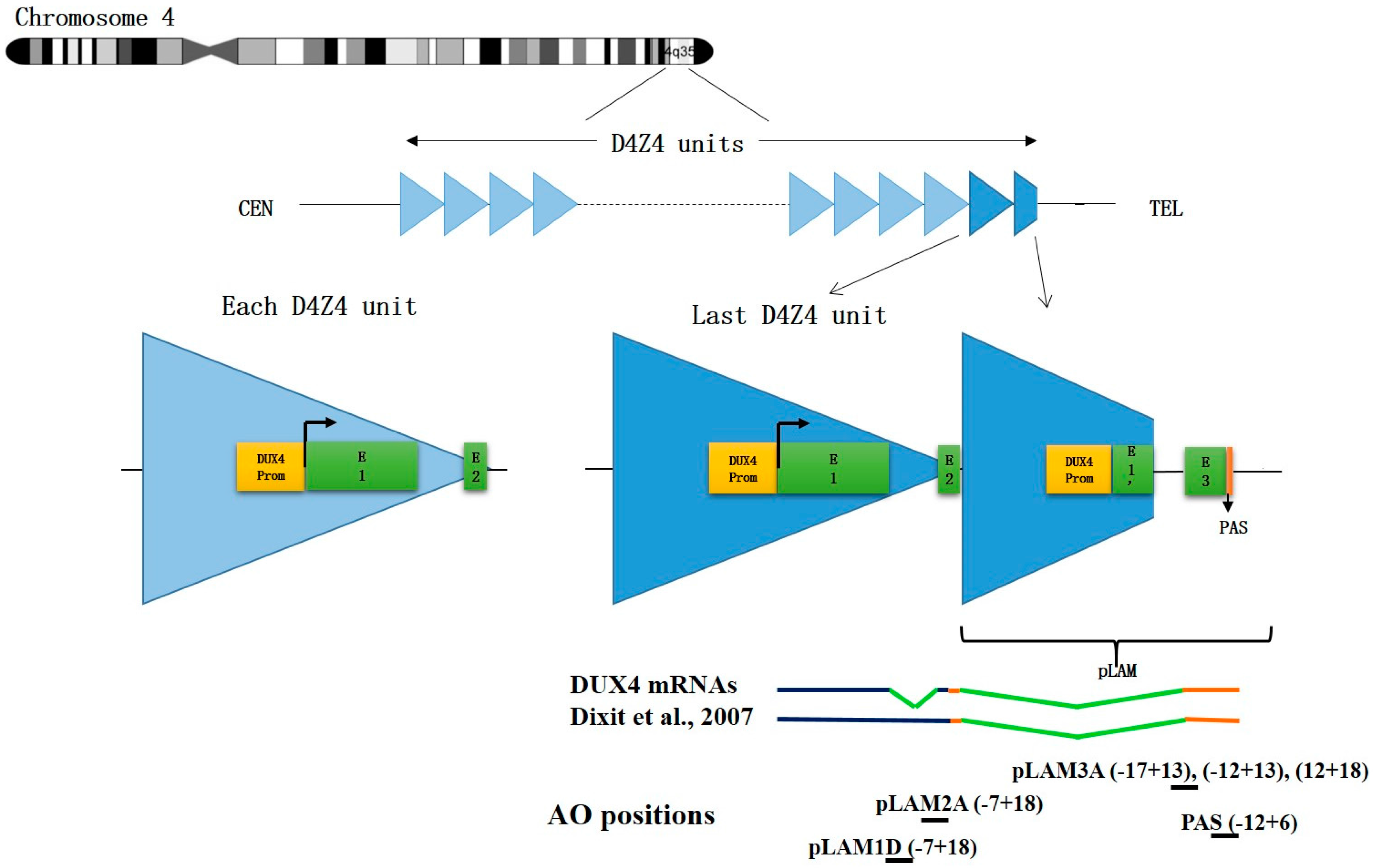 Genes 08 00093 g002
