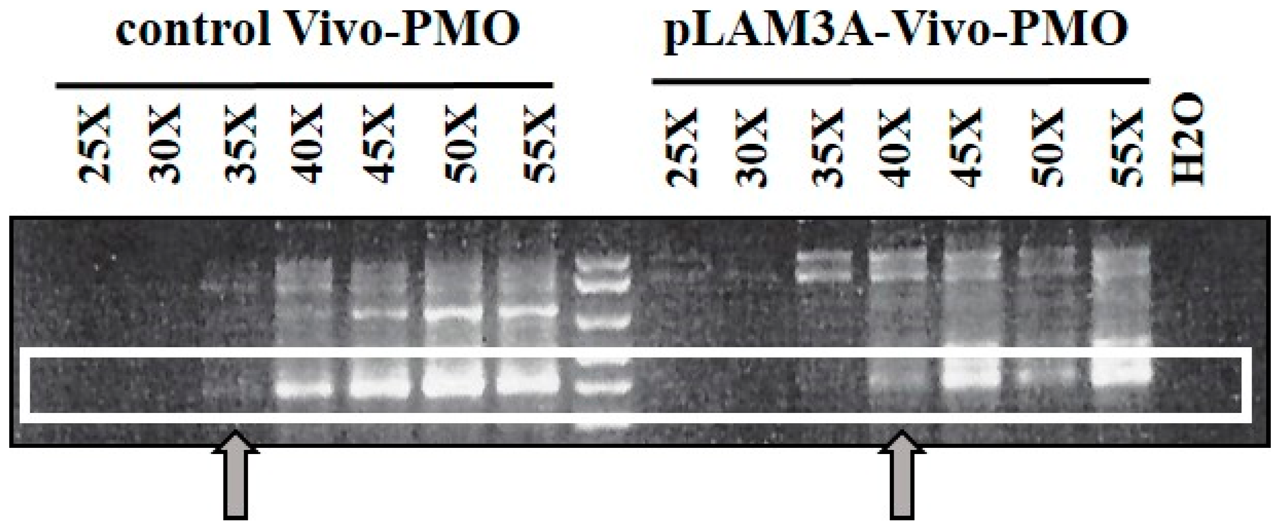 Genes 08 00093 g006