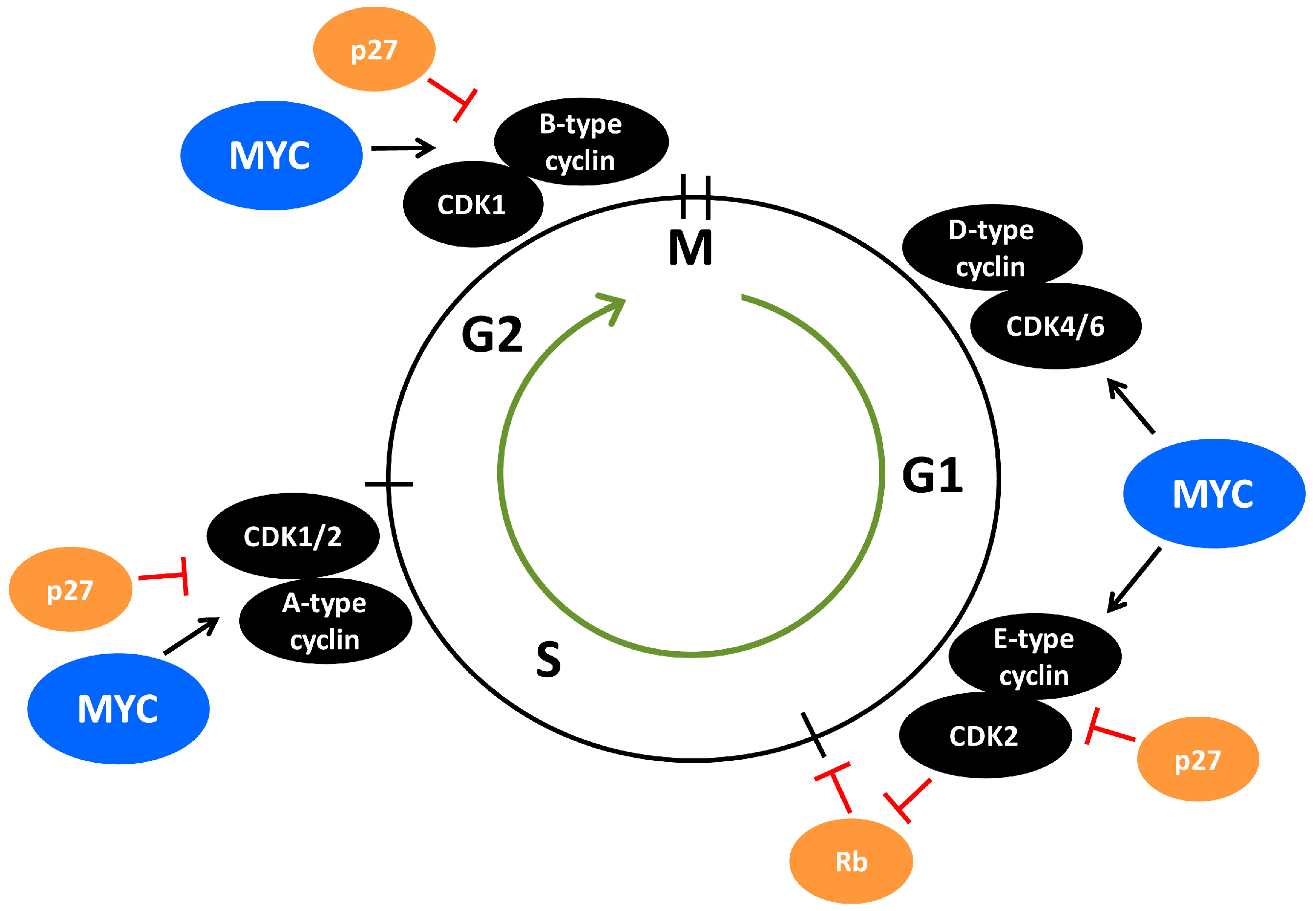 MYC Modulation around the CDK2p27SKP2 Axis Biology Diagrams