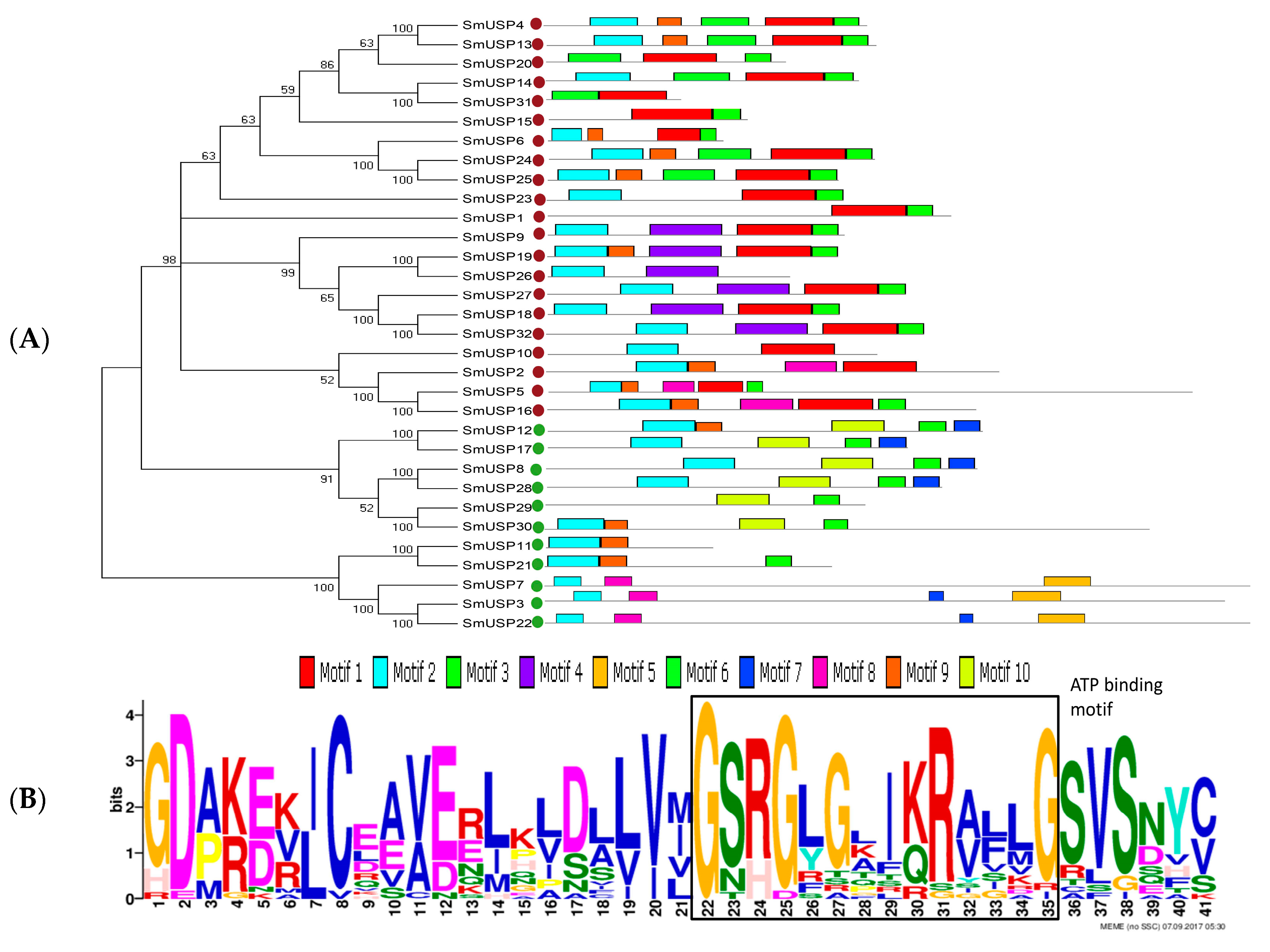 Genes Free FullText Functional Characterization of Selected