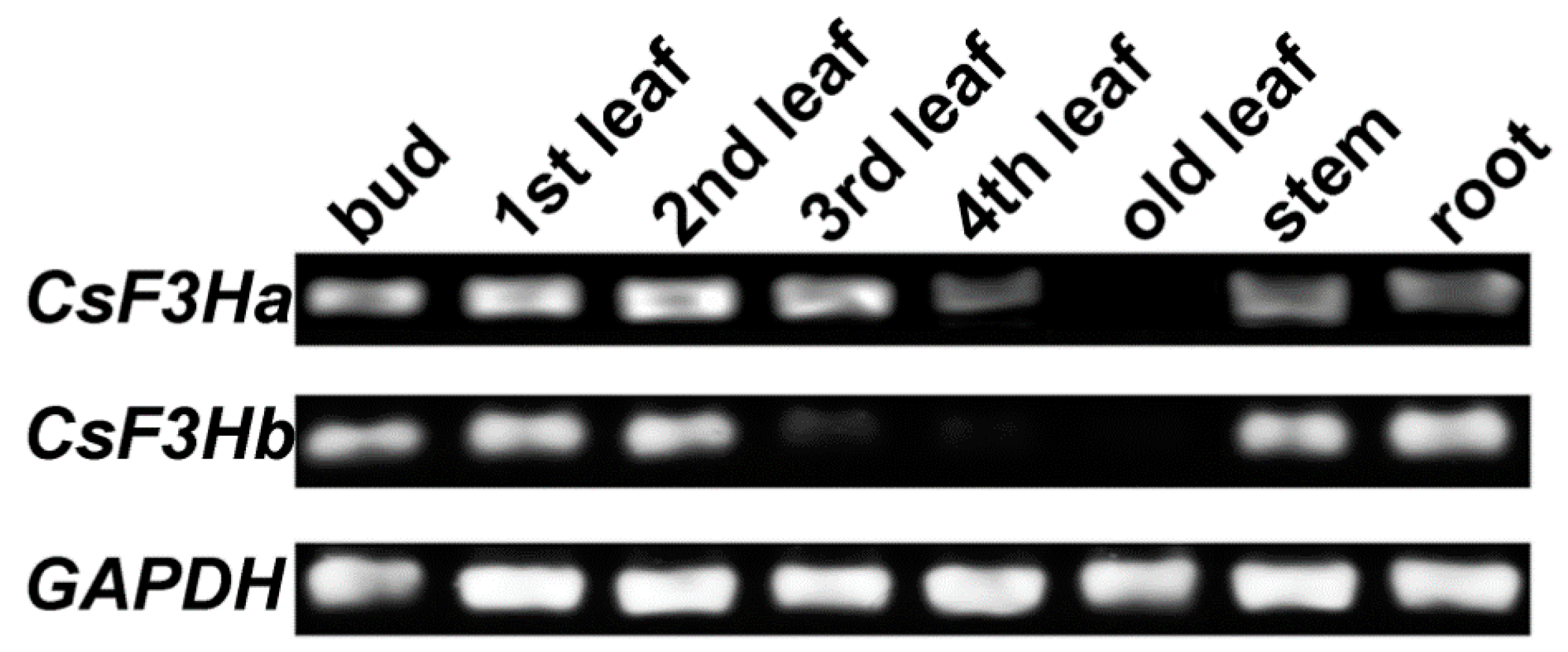Genes 08 00300 g005