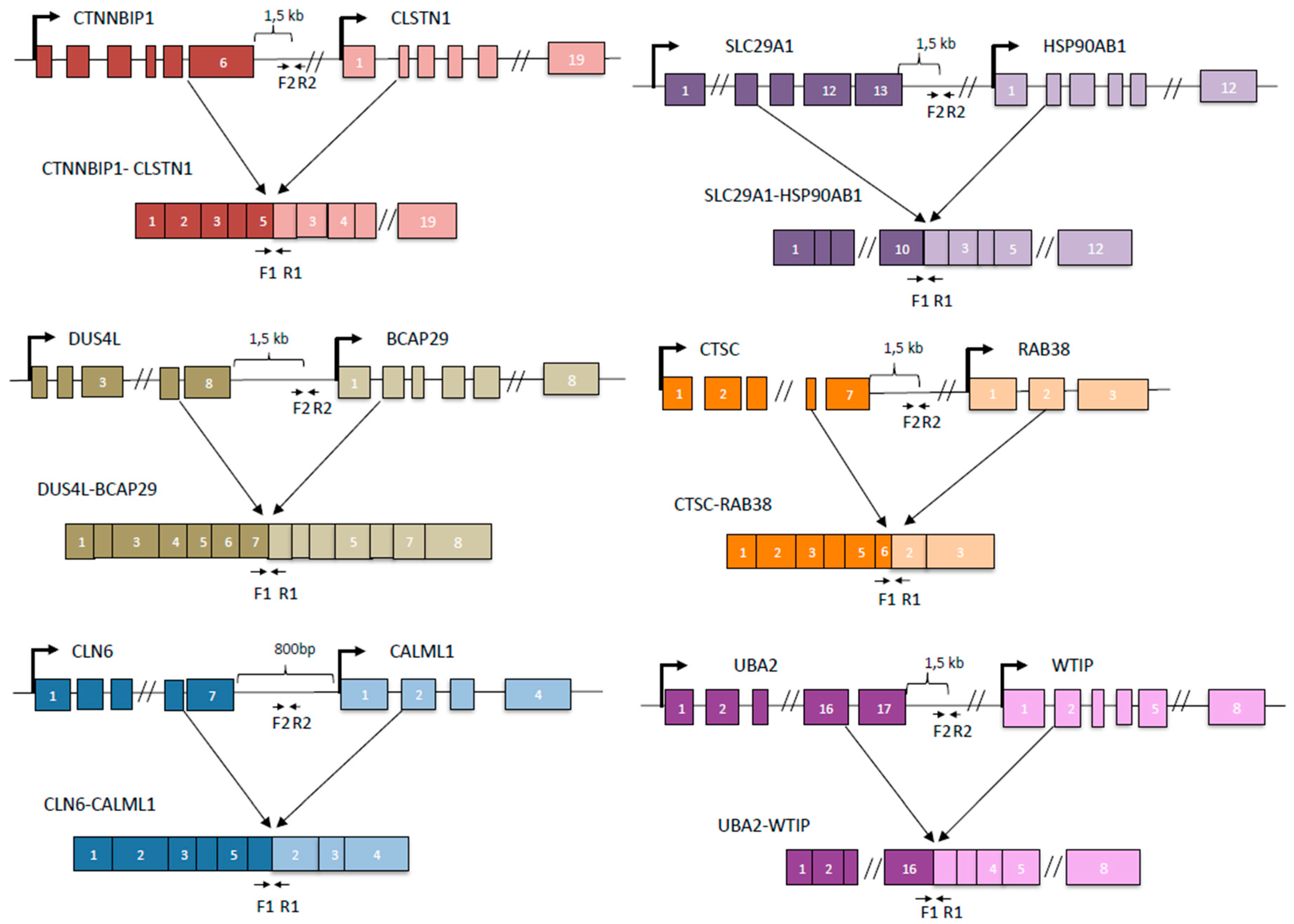 Genes 08 00338 g002