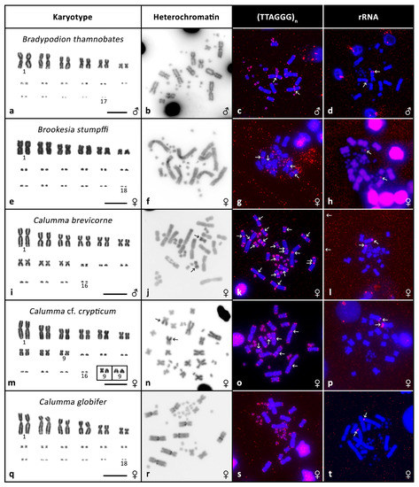Download Ikaros Karyotyping Software Software