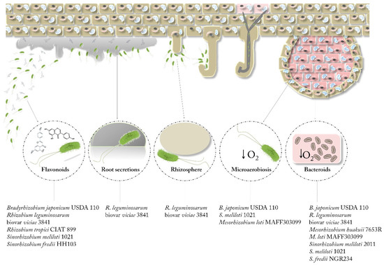 a study of the effect on rhizobium bacteria by changing its ph The influencing effects of ph in the rhizosphere are a study by small et al found the rhizosphere the small nodules are formed by rhizobia bacteria. a study of the effect on rhizobium bacteria by changing its ph The influencing effects of ph in the rhizosphere are a study by small et al found the rhizosphere the small nodules are formed by rhizobia bacteria.