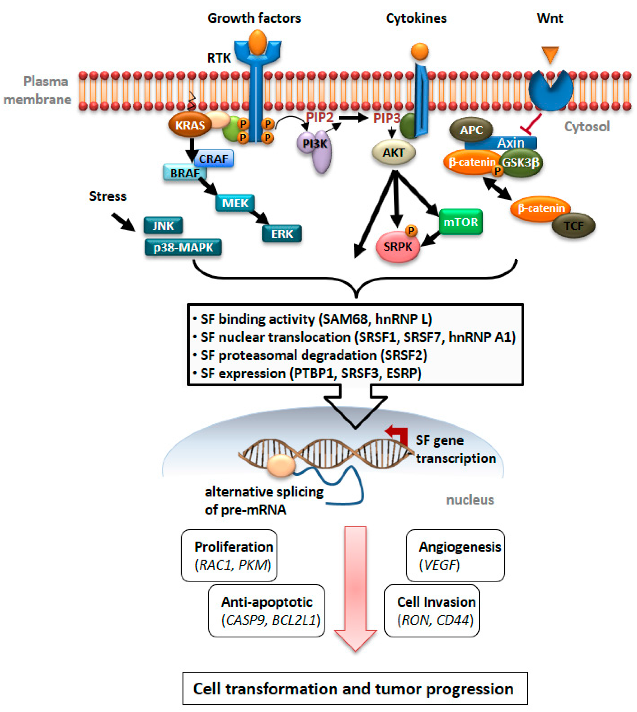 Genes Free Full Text Signaling Pathways Driving Aberrant Splicing