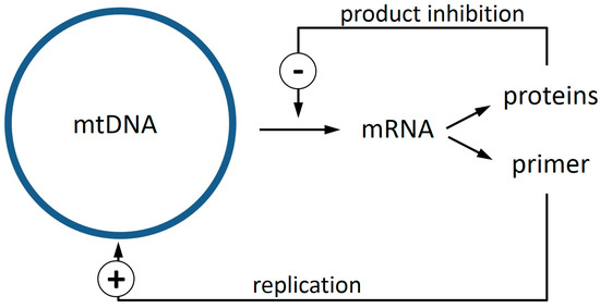 genes march 2018 browse articles dna replication and transcription venn diagram