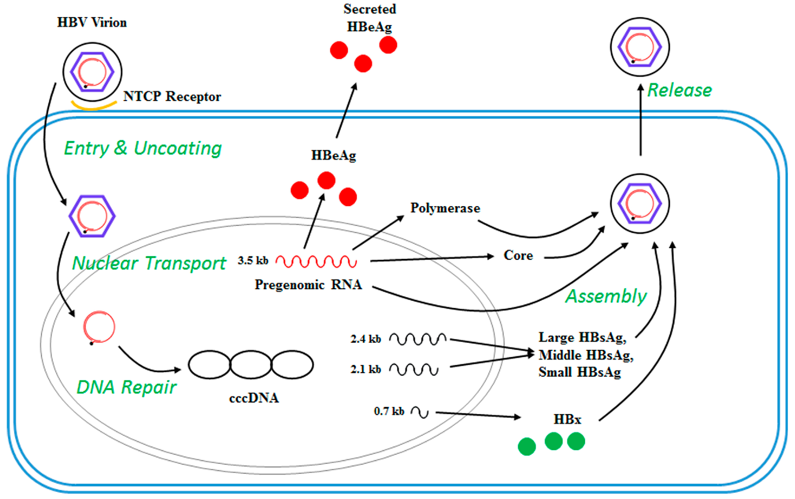 Genes 09 00137 g002