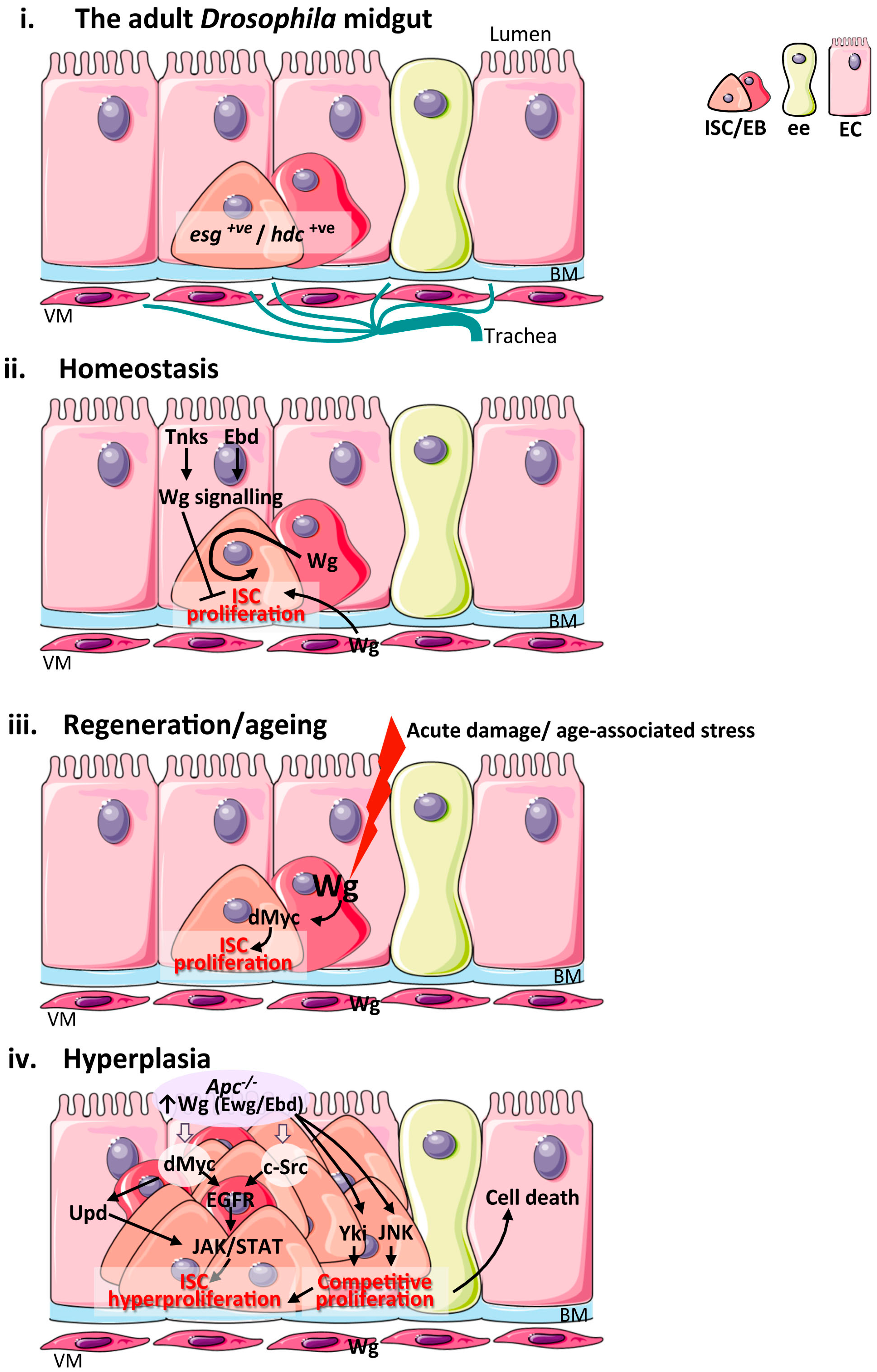 Genes 09 00138 g002