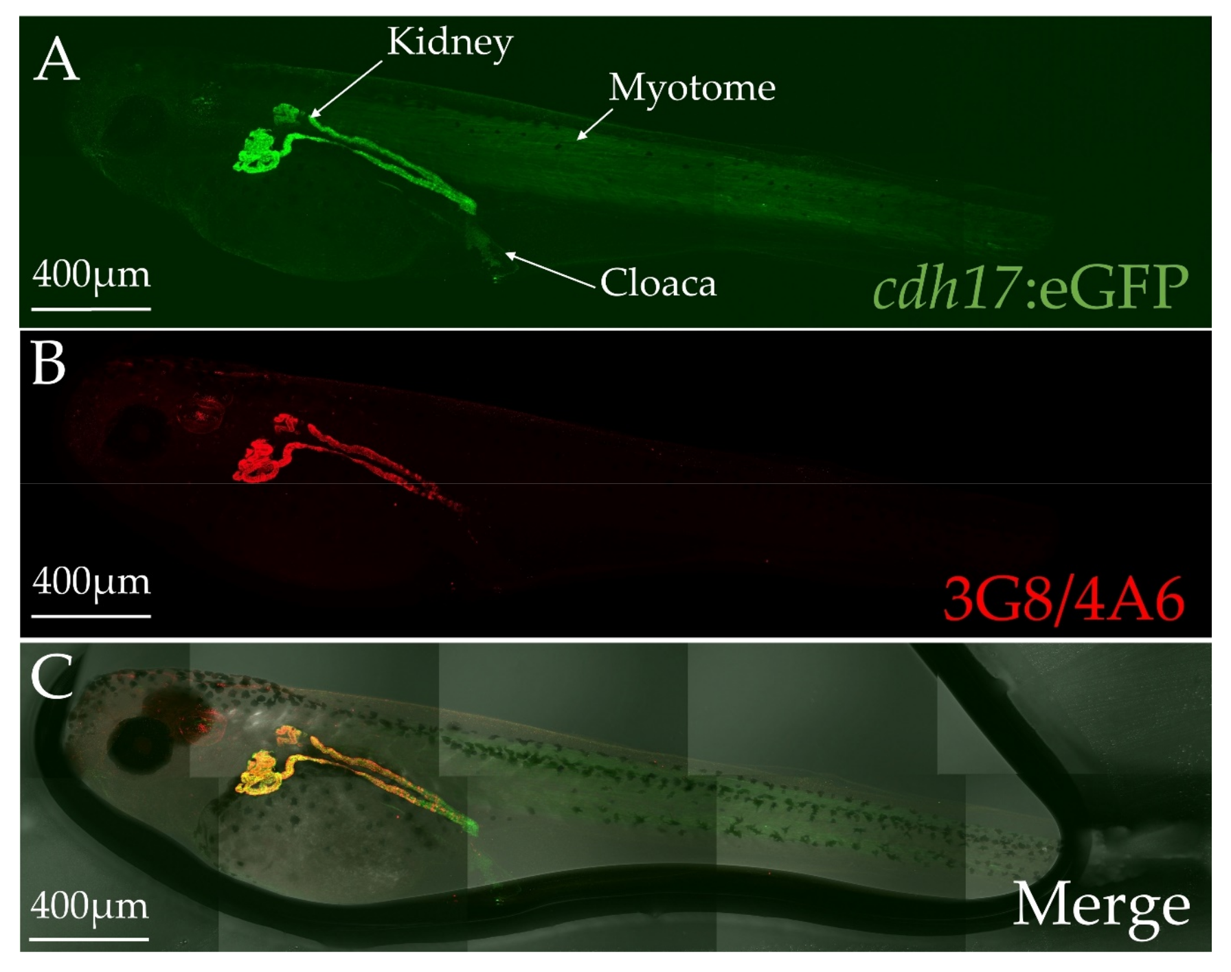 Genes 09 00197 g002