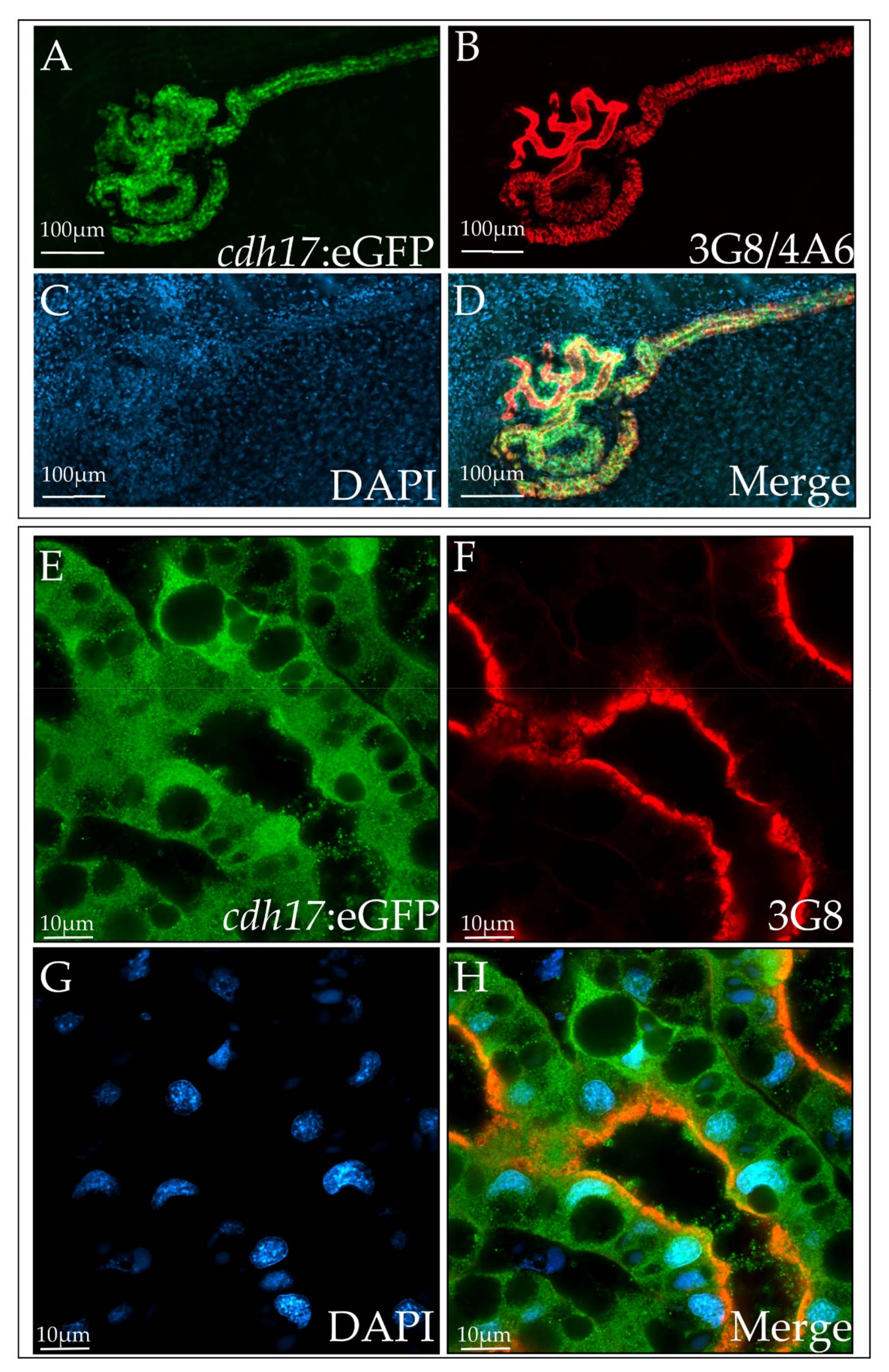 Genes 09 00197 g003