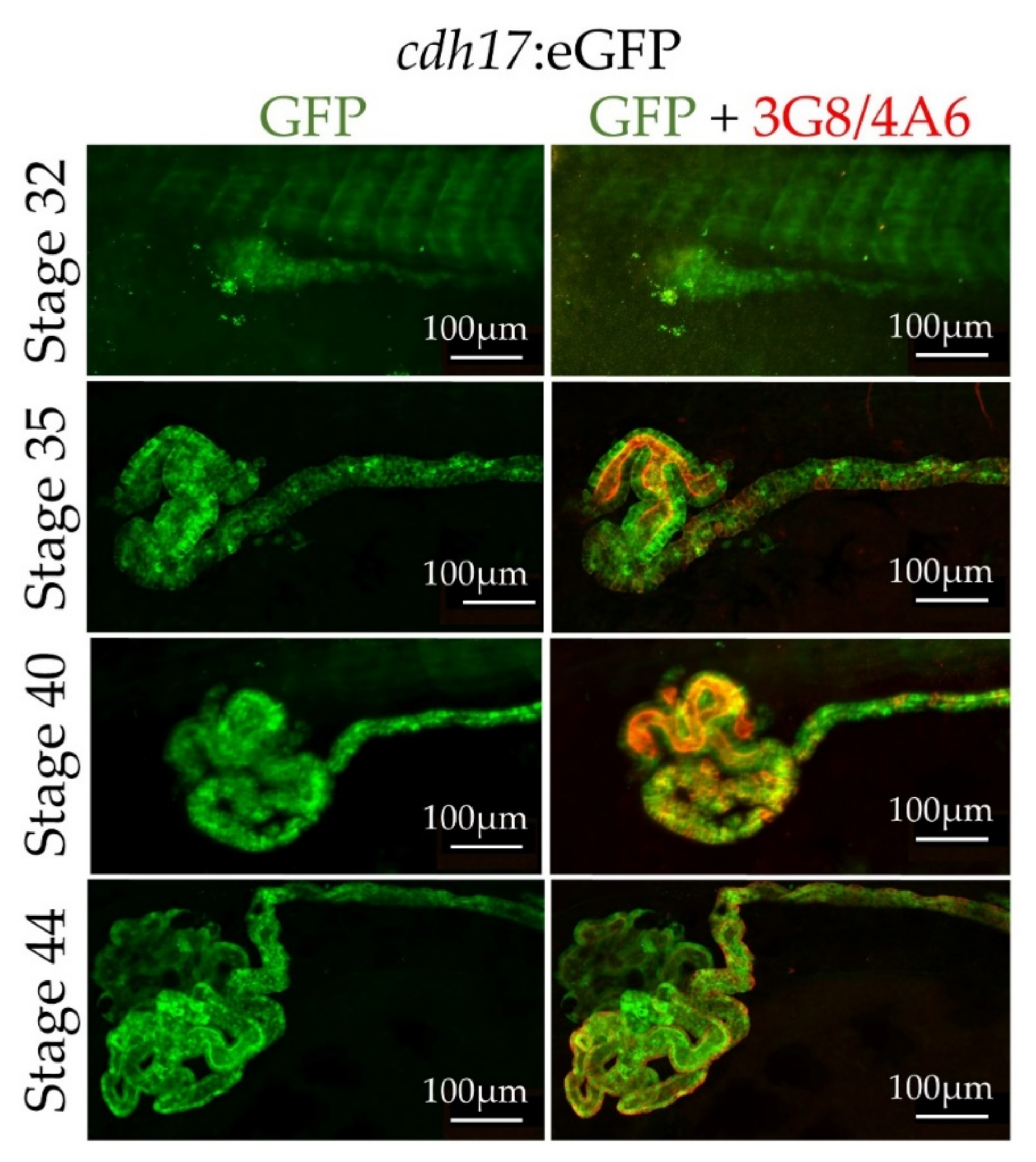 Genes 09 00197 g004
