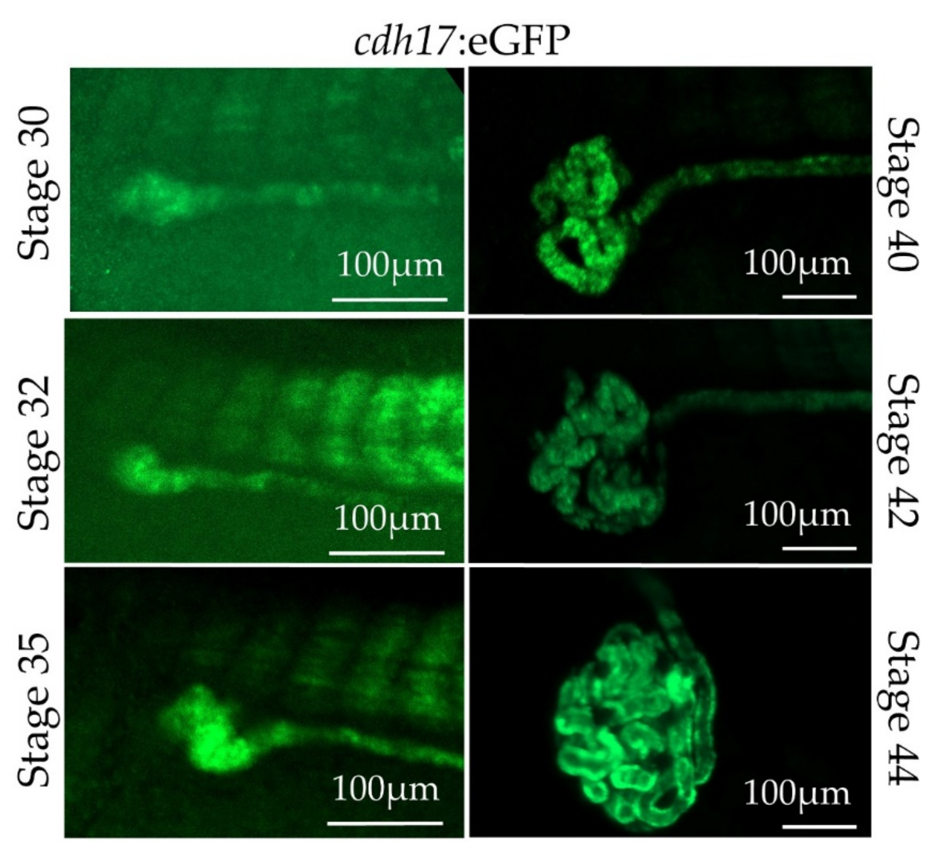 Genes 09 00197 g005