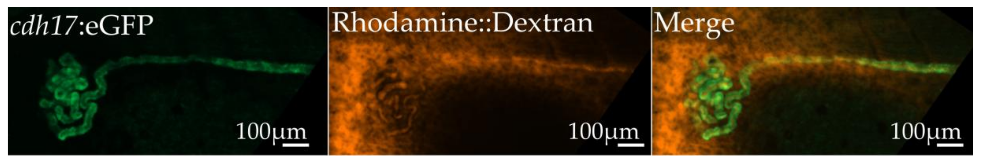 Genes 09 00197 g006
