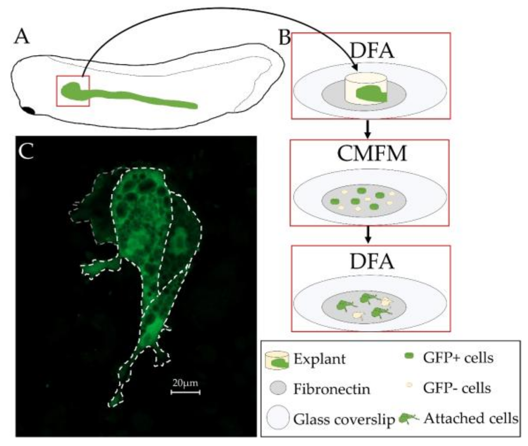 Genes 09 00197 g007