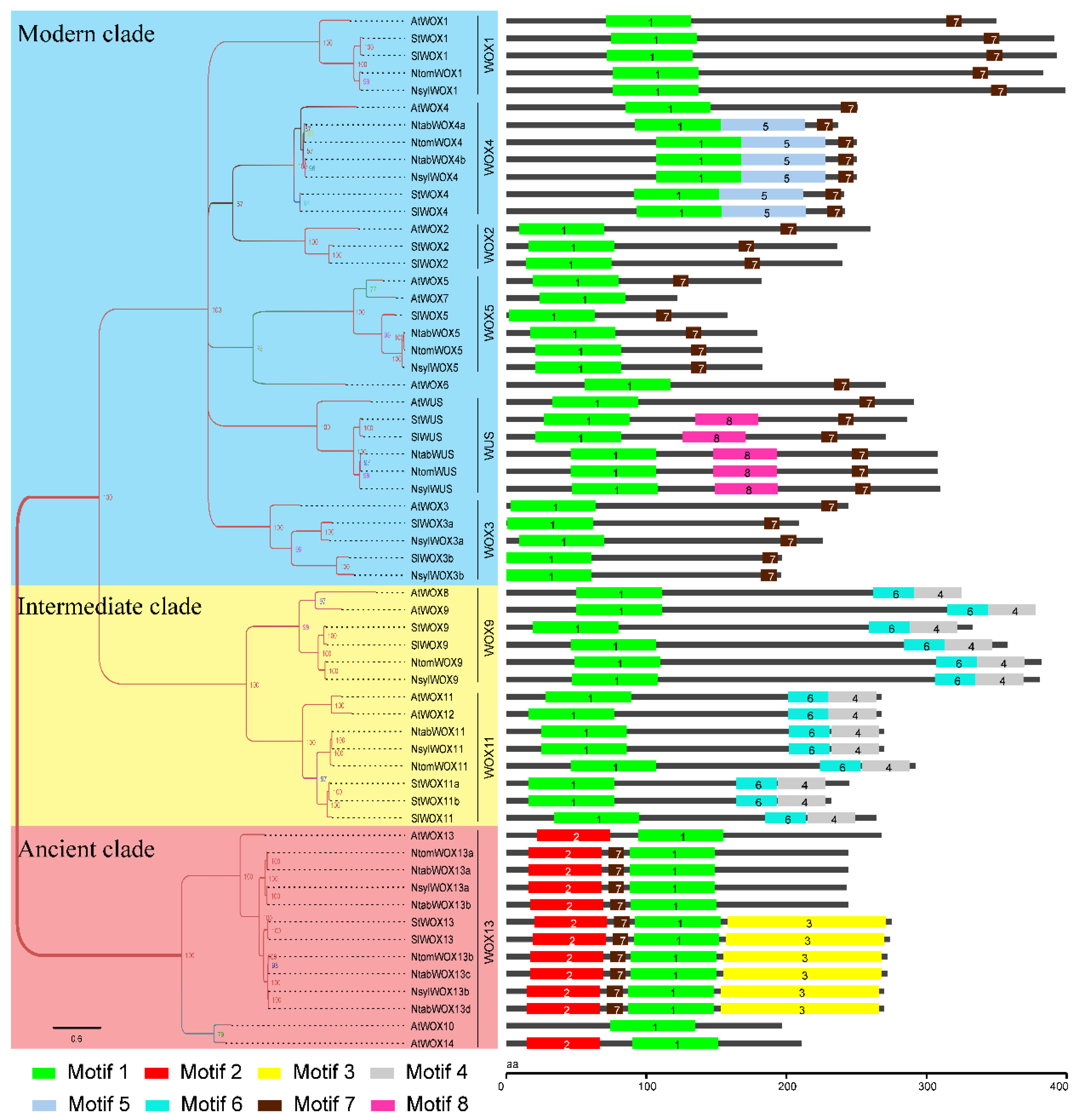 Genes Free FullText Identification and Characterization of the WOX