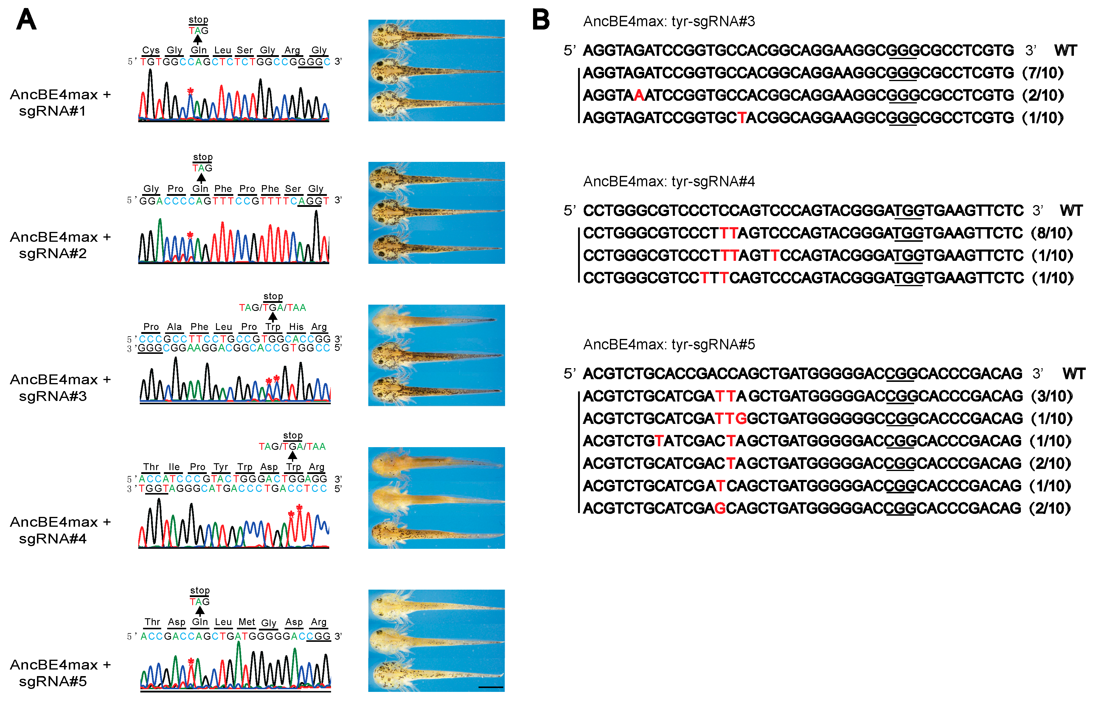 Genes 10 00837 g002