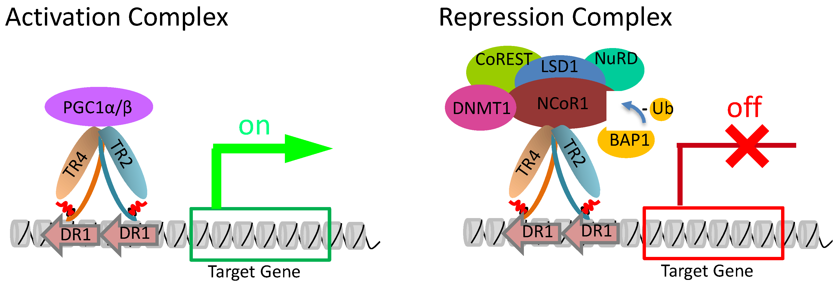 Genes 15 00563 g004