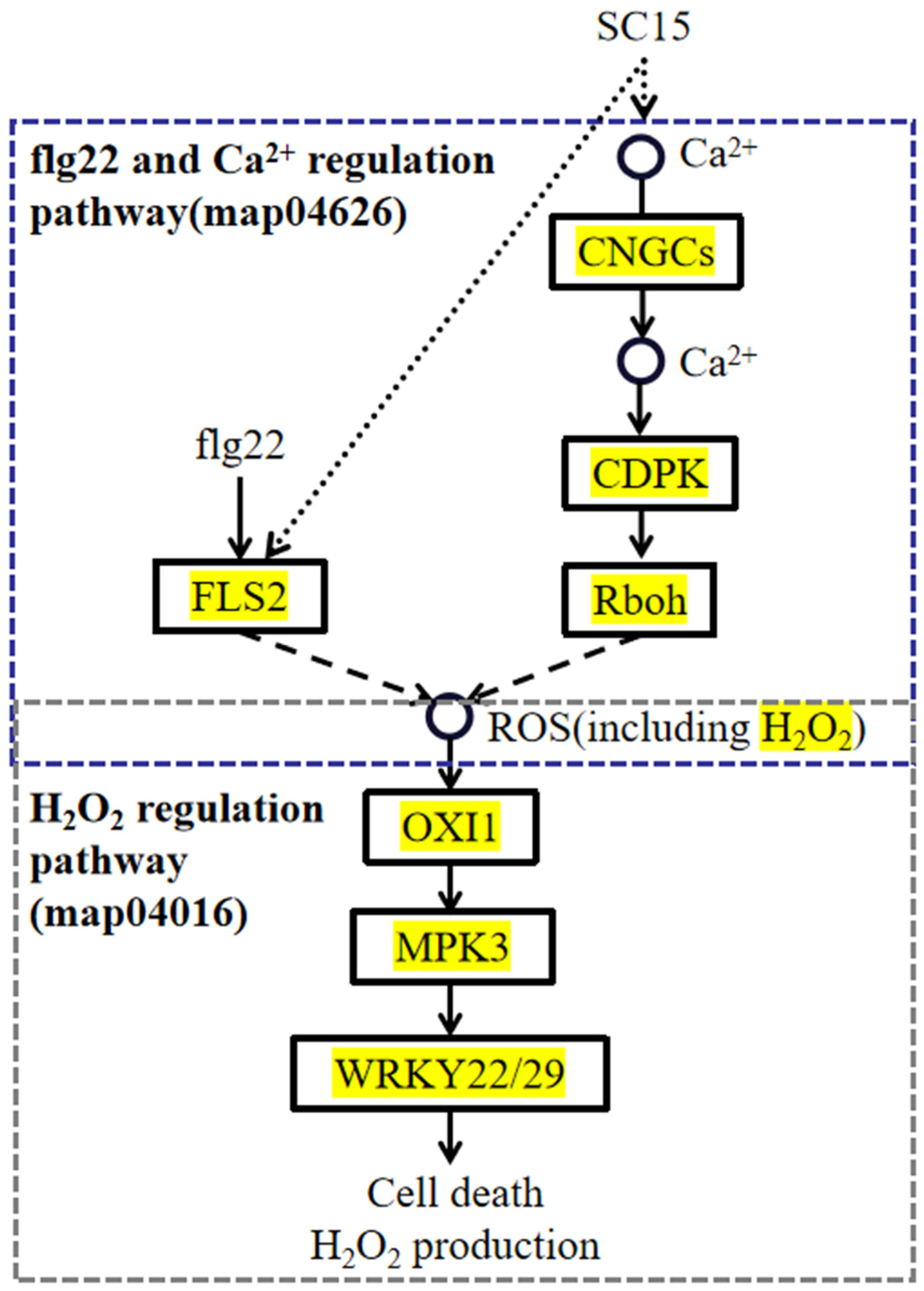 Genes 15 00566 g009