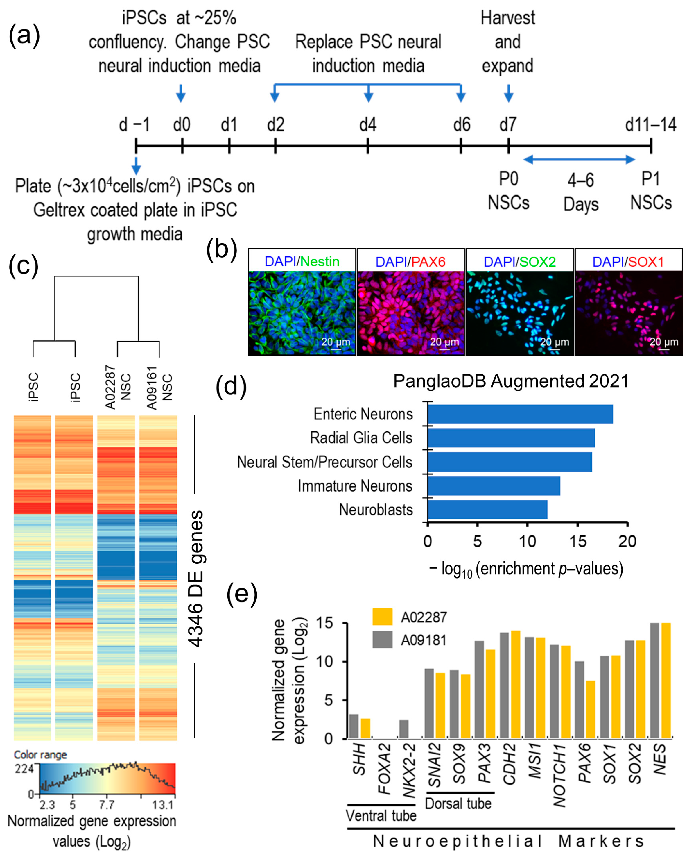Genes 15 00569 g001