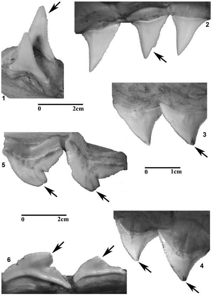 Geosciences 02 00109 g002 1024