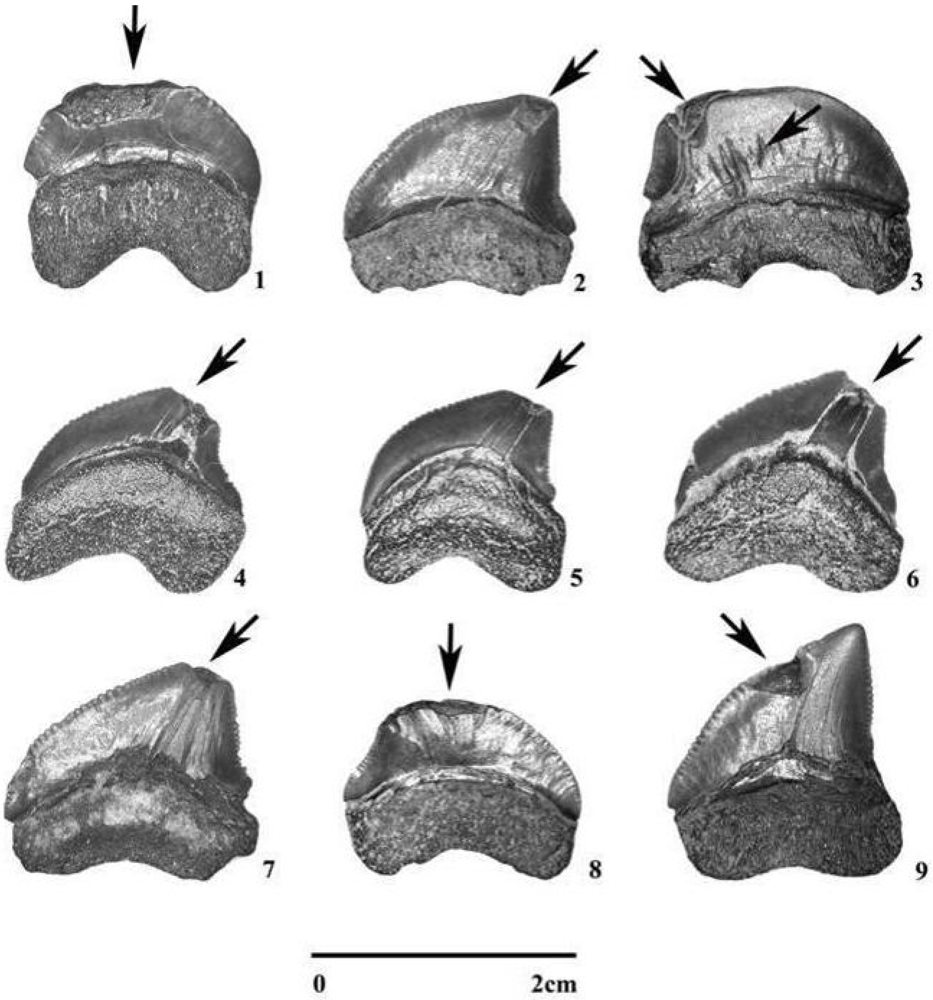 Geosciences 02 00109 g004 1024