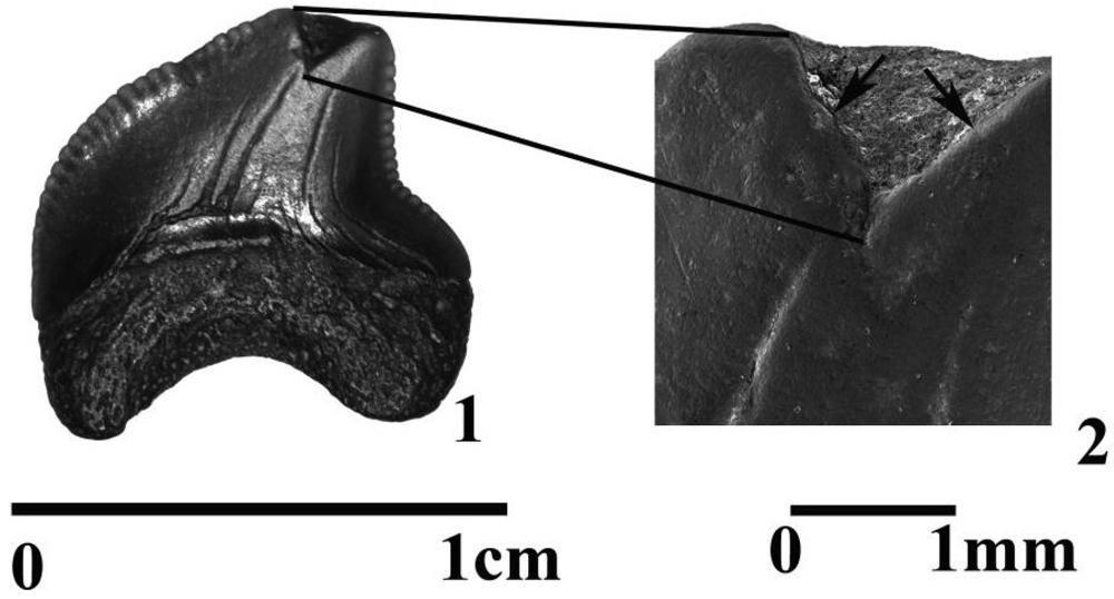 Geosciences 02 00109 g008 1024
