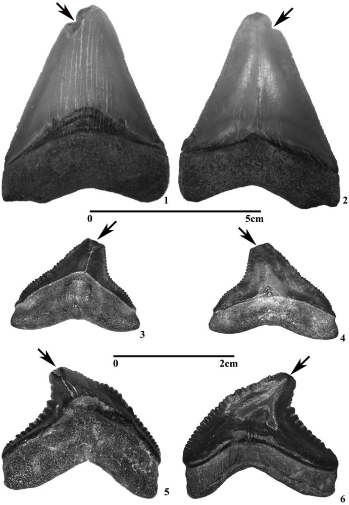 Geosciences 02 00109 g009 1024