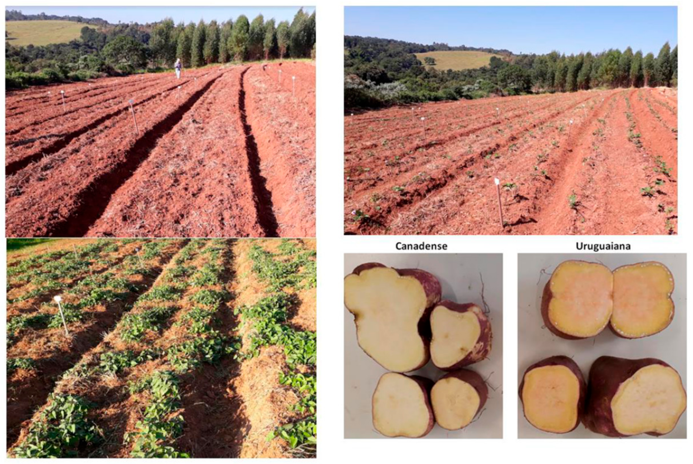 Horticulturae 09 00303 g002