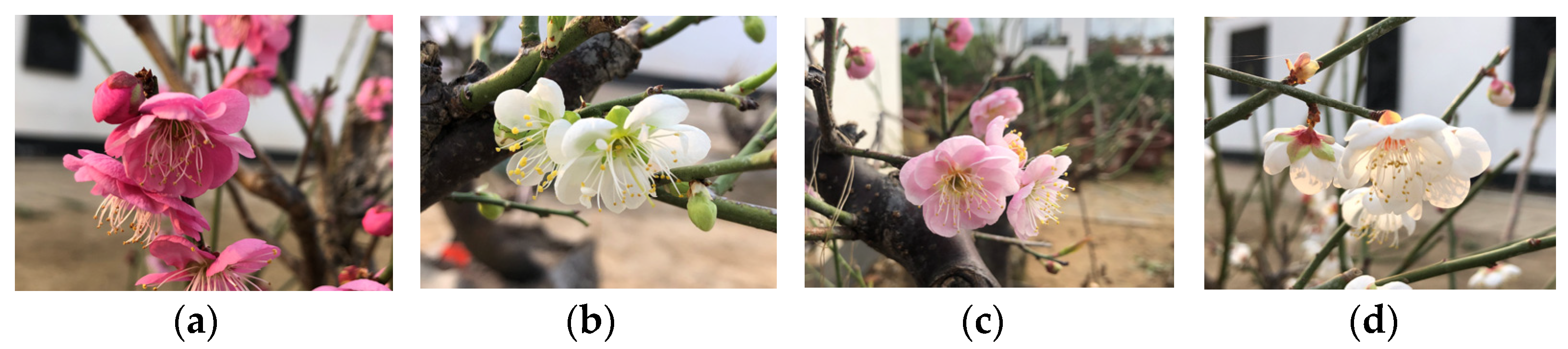 Horticulturae 09 00603 g001