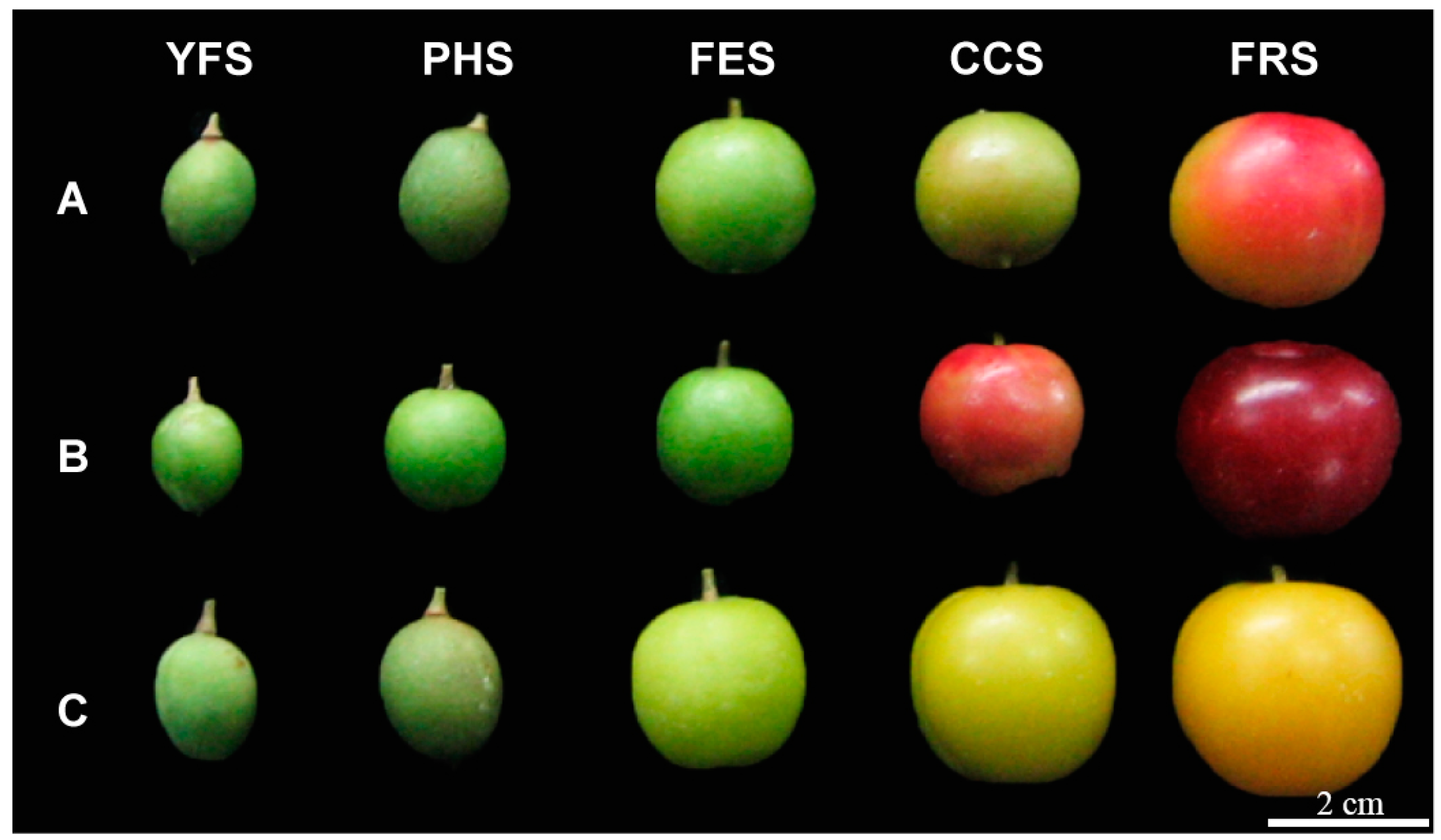 Horticulturae 09 01040 g001
