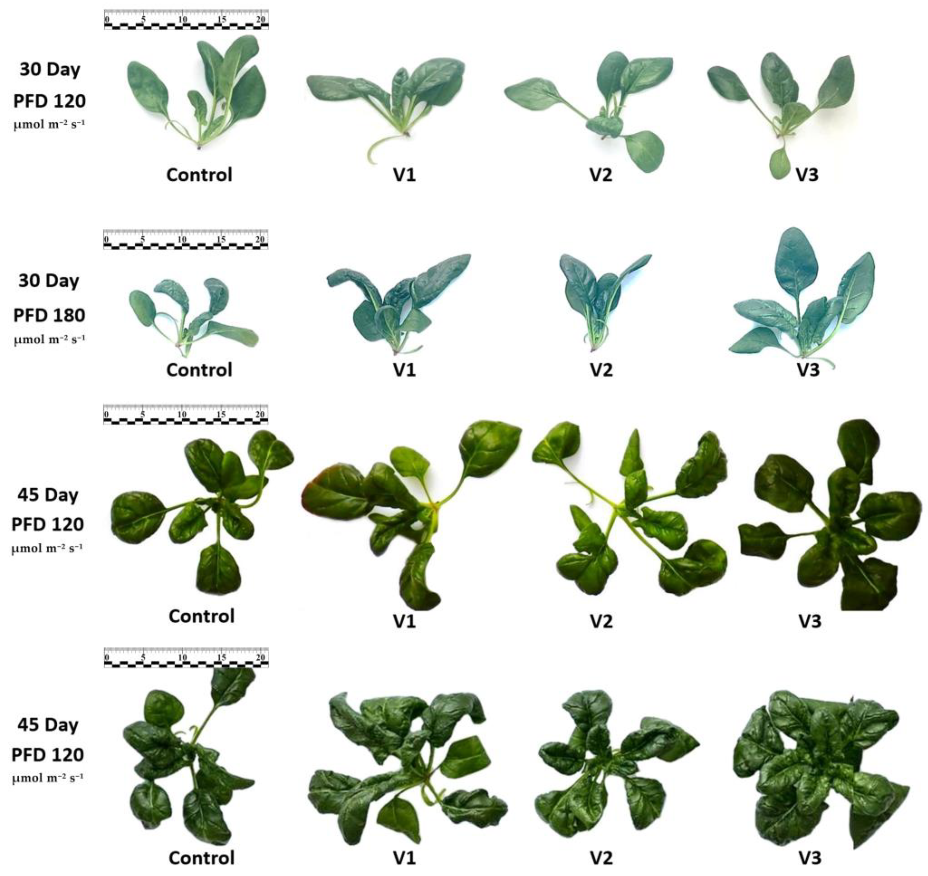 Horticulturae 09 01130 g001