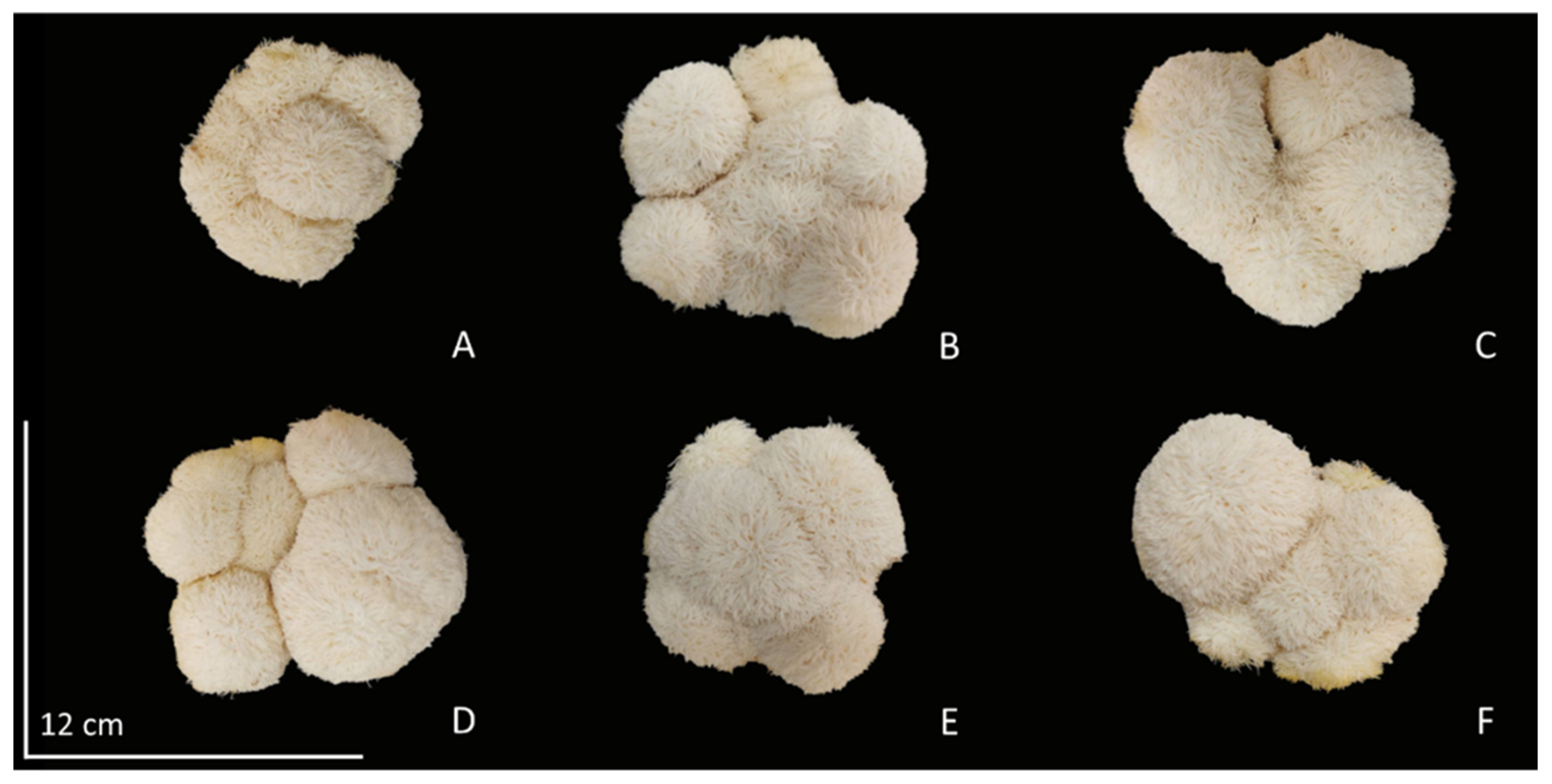 Horticulturae 09 01131 g002