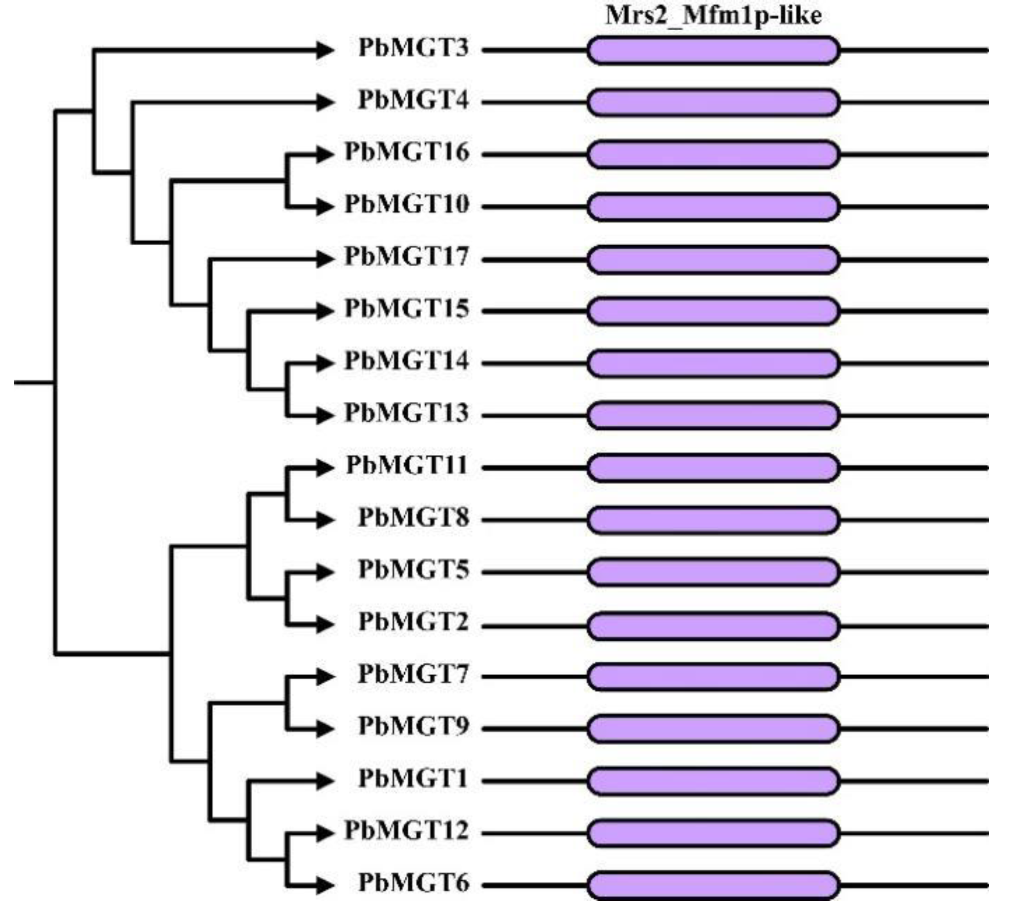 Horticulturae 10 00333 g001
