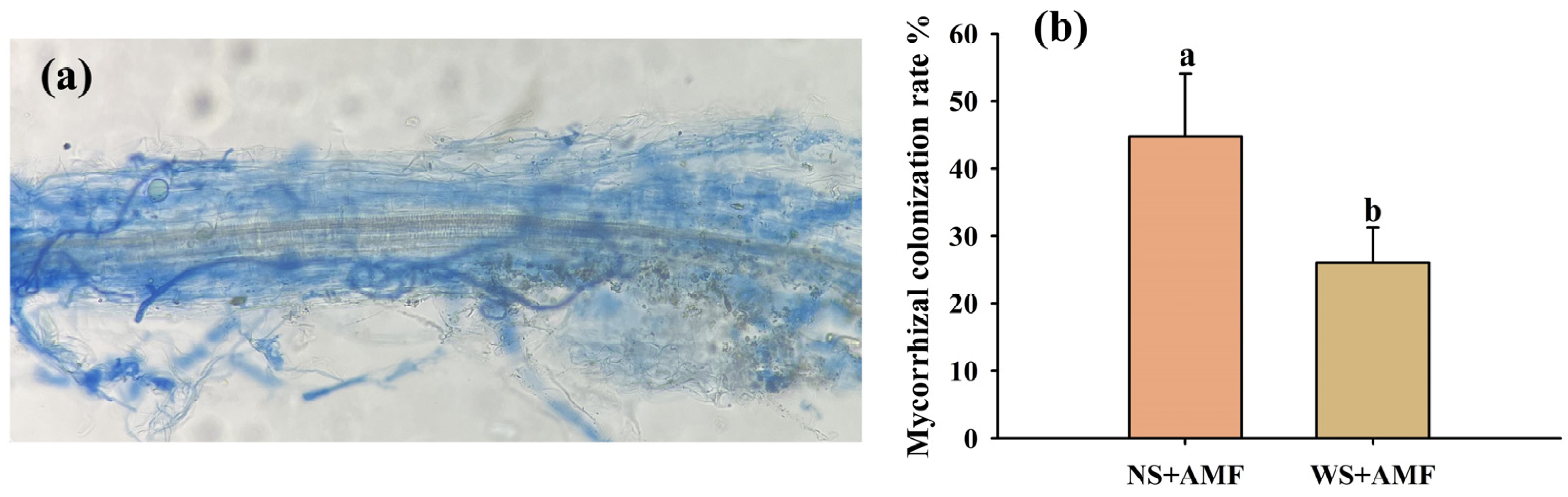 Horticulturae 10 00478 g001