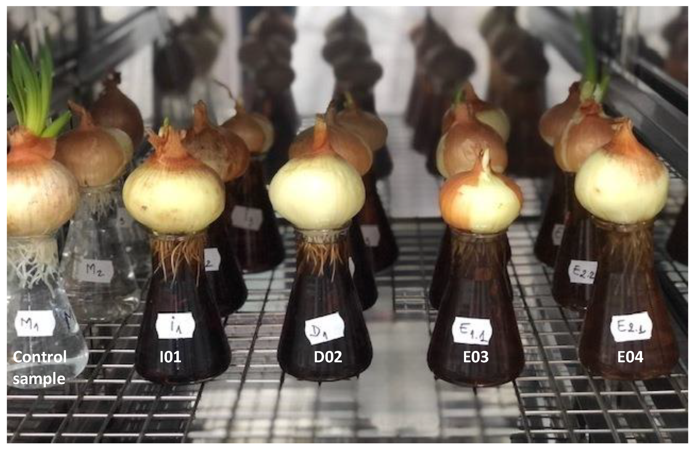 Horticulturae 10 00504 g002