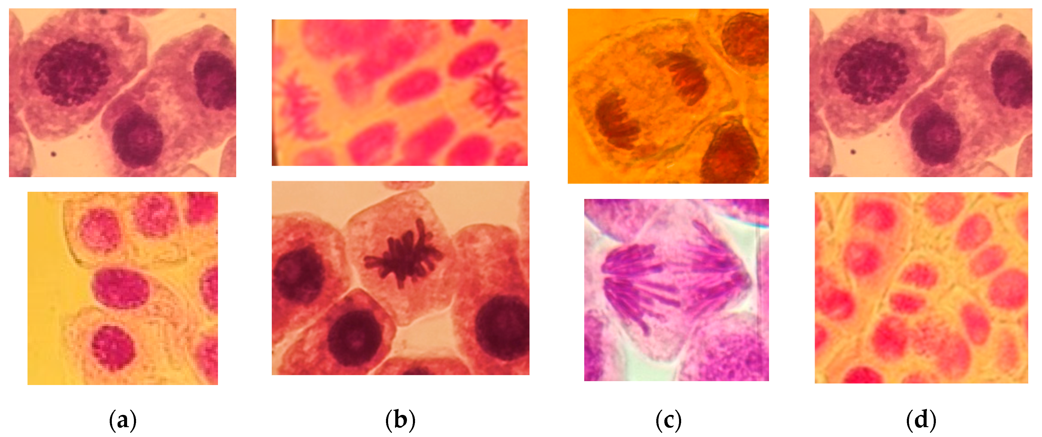 Horticulturae 10 00504 g009
