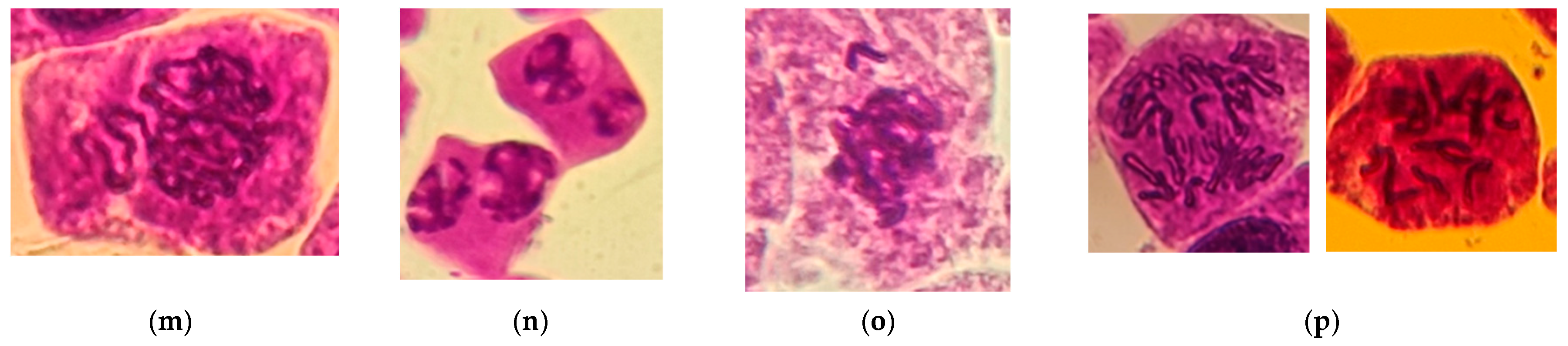 Horticulturae 10 00504 g011b