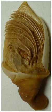 Humanities 01 00145 g002 200