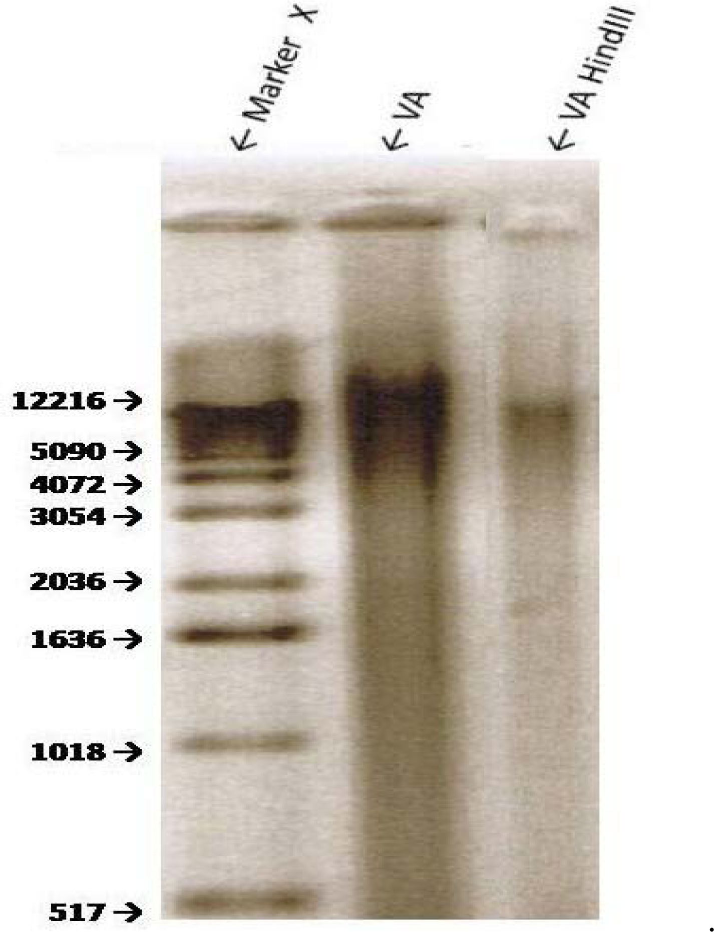 Ijerph 05 00342f5