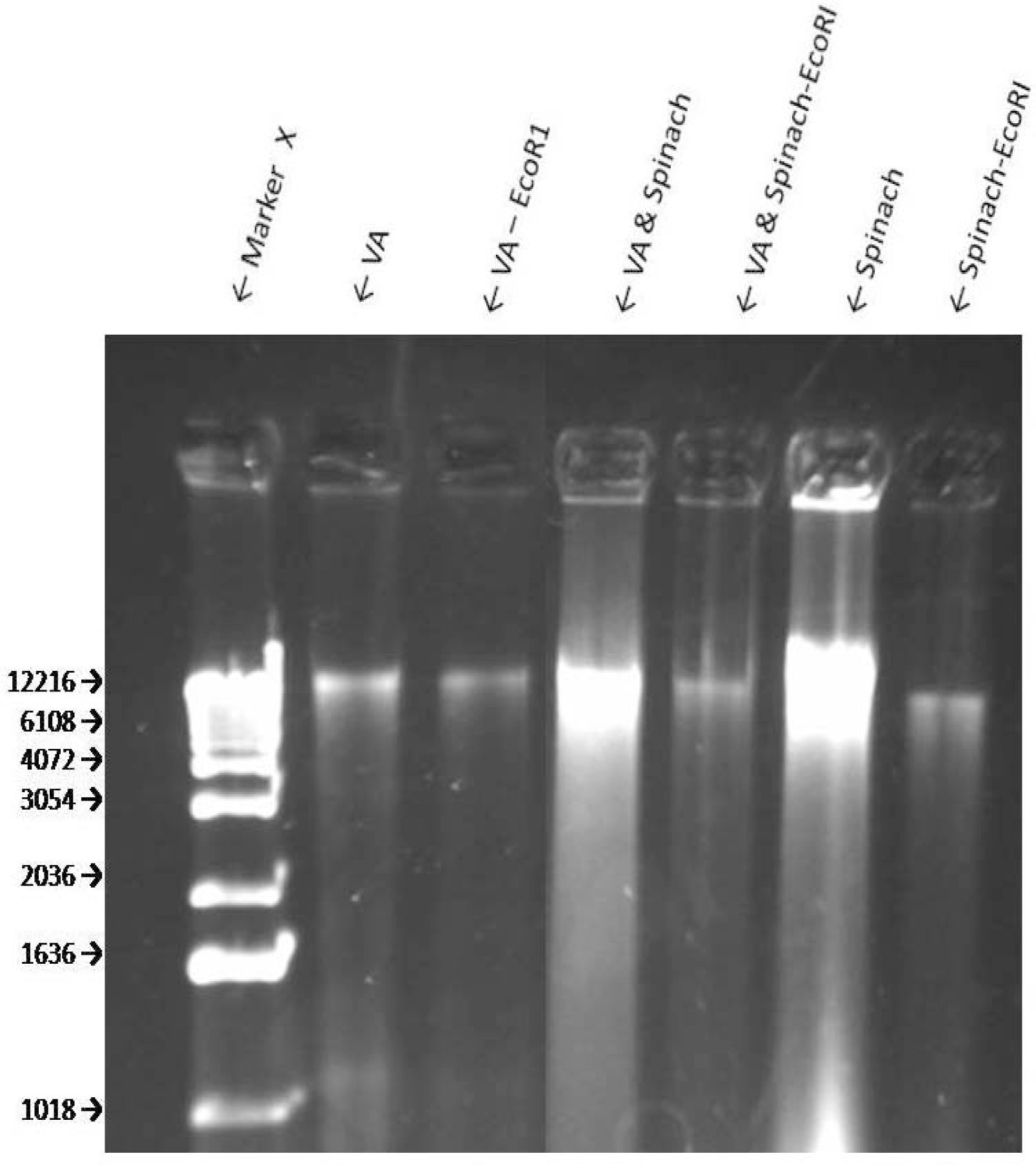 Ijerph 05 00342f6