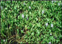 Ijerph 05 00477f1 200