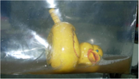 Ijerph 10 01586 g001 200