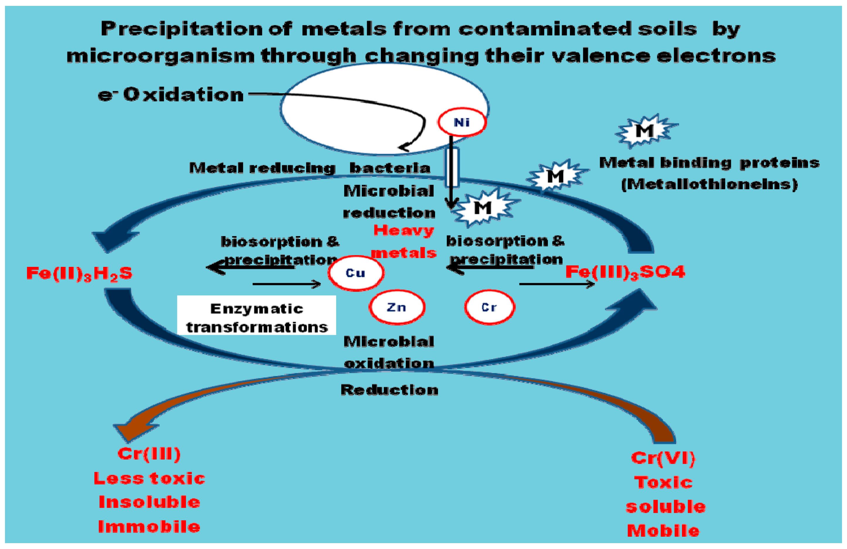 an analysis of the bioremeditation of explosives in contaminated soil an analysis of the bioremeditation of explosives in contaminated soil