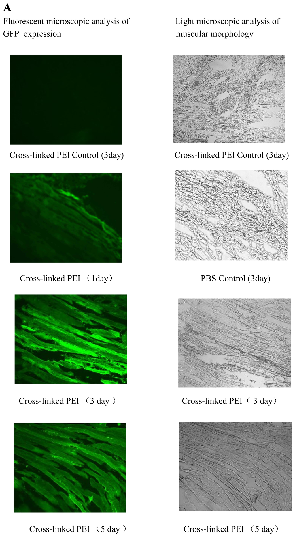 Ijms 08 00081f7a 1024