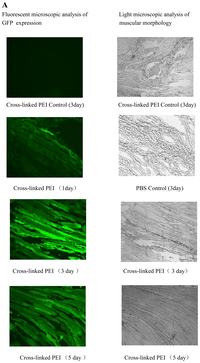 Ijms 08 00081f7a 200