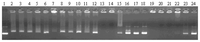 Ijms 08 00606f1 200