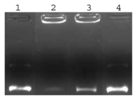 Ijms 08 00606f2 200
